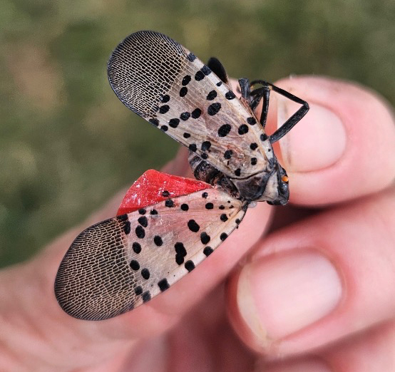 Closeup of a hand holding onto an adult spotted lanternfly.